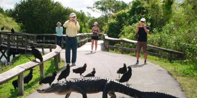 Miami Everglades Airboat Tour - Image 5