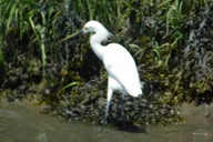 Cape May Sunset Safari Eco Cruise thumbnail 6