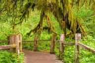 Seattle Hoh Rain Forest and Rialto Beach Tour thumbnail 6