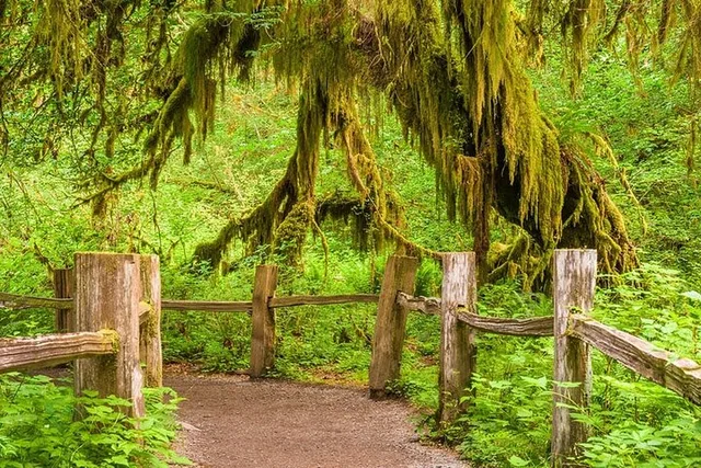 Seattle Hoh Rain Forest and Rialto Beach Tour - Image 6