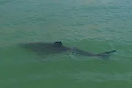 Monterey Bay Shark Watching Tour thumbnail 4