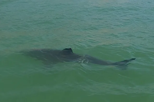Monterey Bay Shark Watching Tour - Image 4