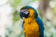 Miami Jungle Island General Admission thumbnail 5