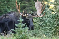 Estes Park Rocky Mountain National Park Tour thumbnail 1