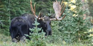 Estes Park Rocky Mountain National Park Tour