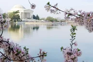 Washington DC Cherry Blossom Walking Tour thumbnail 6