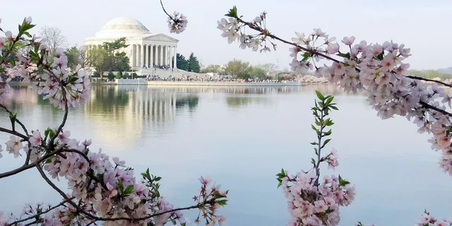 Washington DC Cherry Blossom Walking Tour - Image 6