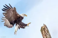 Skagway Chilkat Bald Eagle Preserve Rafting thumbnail 1