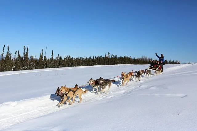 Fairbanks Dog Sledding Tour 1 hr - Image 3