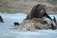 Yellowstone Private Guided Car Tour with Lunch thumbnail 2