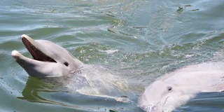 Savannah Dolphin Tour in the Marsh