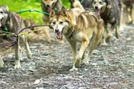 Seward Dog Sled Ride and Kennel Tour thumbnail 3