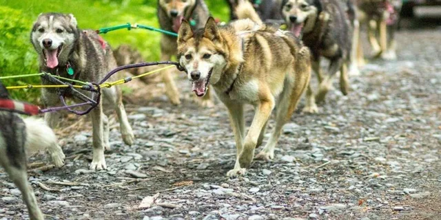 Seward Dog Sled Ride and Kennel Tour - Image 3