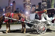 New York Central Park Christmas Lights Carriage Ride 45 min thumbnail 2