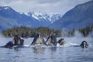 Sitka Whale Watching Wildlife Excursion thumbnail 3