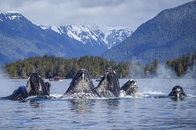 Sitka Whale Watching Wildlife Excursion - Image 3