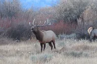 Jackson Hole Grand Teton National Park Sunset Tour thumbnail 2
