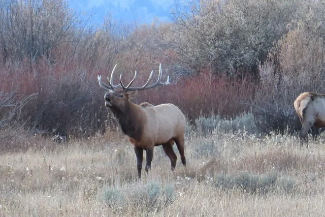 Jackson Hole Grand Teton National Park Sunset Tour - Image 2