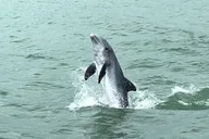 Marco Island Dolphin Watching and Tubing Adventure thumbnail 6