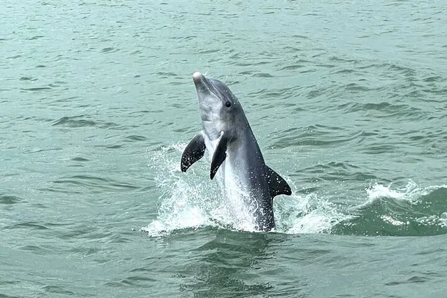 Marco Island Dolphin Watching and Tubing Adventure - Image 6