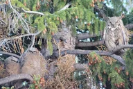 Yellowstone Wolf and Wildlife Watching Day Tour thumbnail 6