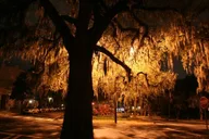 Key West Hemingway Walking Tour thumbnail 6
