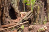 San Francisco Muir Woods and Sausalito Tour thumbnail 6