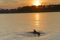 Hilton Head Dolphin Tour at Sunrise thumbnail 2