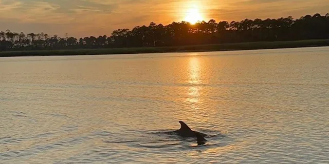Hilton Head Dolphin Tour at Sunrise - Image 2