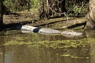 New Orleans Honey Island Swamp Private Tour thumbnail 1