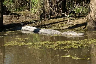 New Orleans Honey Island Swamp Private Tour