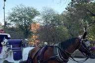New York City Central Park Horse Carriage Tour thumbnail 3