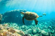 Kauai Shore Snorkel at Anini Beach 90 min thumbnail 1