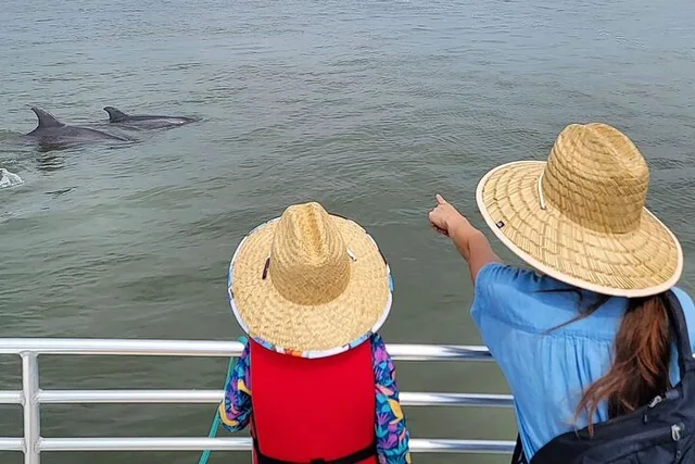 Folly Beach Dolphin Viewing Boat Tour - Image 3