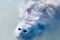 Cocoa Beach Dolphin and Manatee Kayak Tour thumbnail 4
