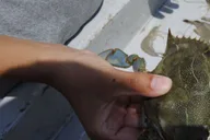 Hilton Head Island Crabbing Expedition Boat Tour thumbnail 4