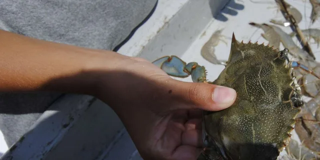 Hilton Head Island Crabbing Expedition Boat Tour - Image 4