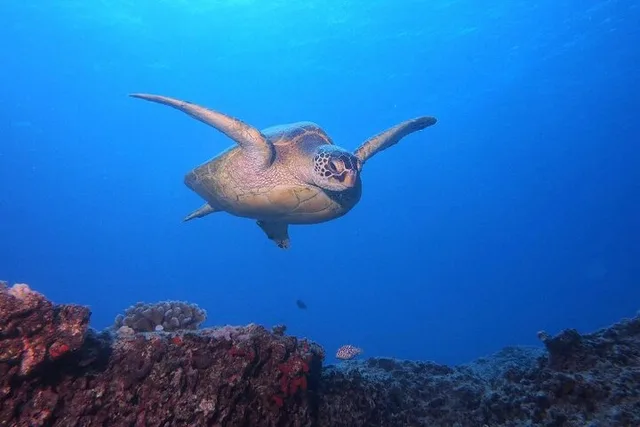 Honolulu Scuba Diving Two Shallow Reefs 3 hr - Image 1