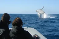 San Diego Whale and Dolphin Watching Experience thumbnail 1