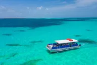 Miami Key West Dolphin Watch Tour thumbnail 4