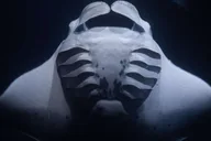 Kona Manta Ray Night Snorkel 2 hr thumbnail 1