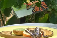 Chicago Walking Tour of Lincoln Park Nature Museum & Zoo thumbnail 2