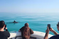 Key West Dolphin and Snorkel Tour thumbnail 1