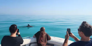 Key West Dolphin and Snorkel Tour