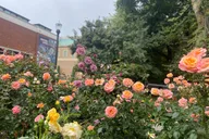 Portland Walking Tour thumbnail 6