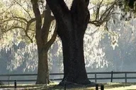 Charleston Boone Hall Plantation Tour with Transport thumbnail 6