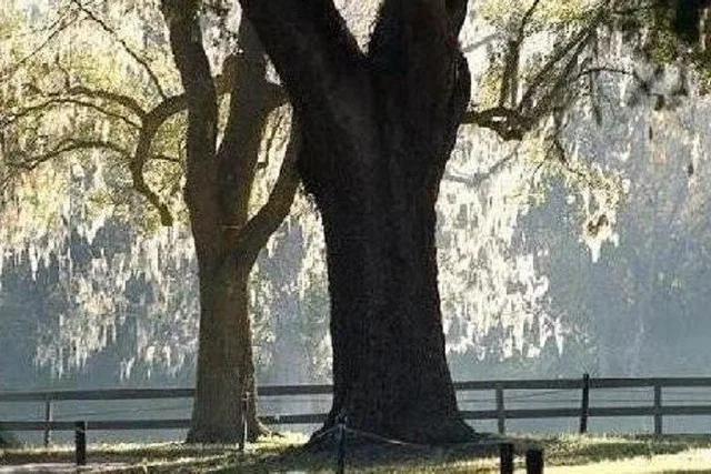 Charleston Boone Hall Plantation Tour with Transport - Image 6