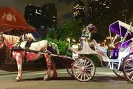 New York Central Park Carriage Ride thumbnail 3