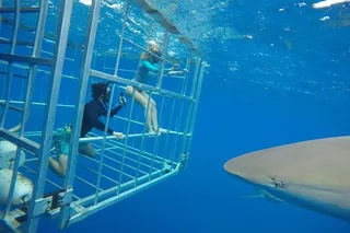 Oahu Shark Dive North Shore 90 Min