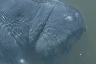 Cocoa Beach Dolphin and Manatee Kayak Tour thumbnail 6